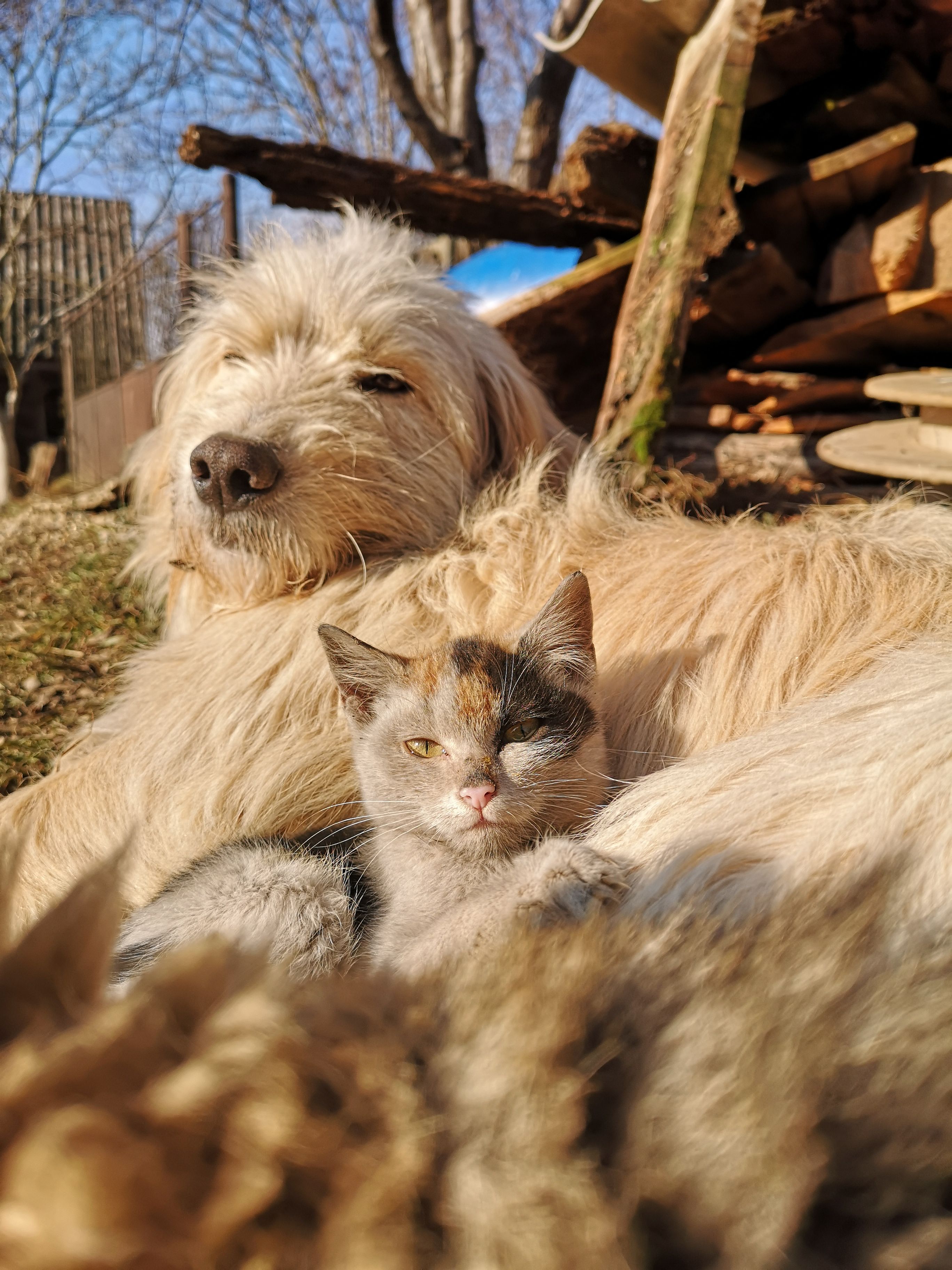 Animal Hospital