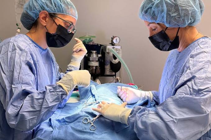 Veterinary Surgery
