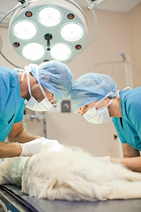 Veterinary Surgical Care