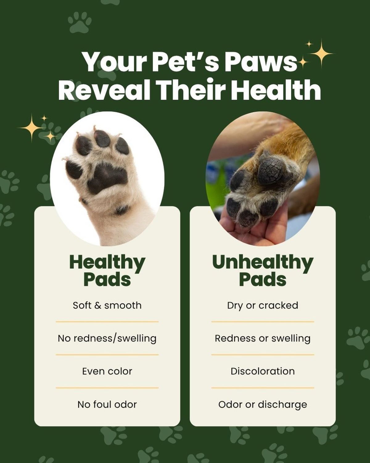 Happy pet receiving compassionate veterinary care at South Delta Animal Hospital in Delta BC