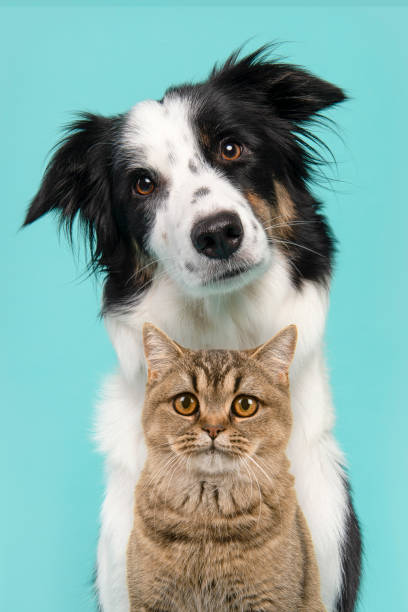 Veterinary medical care for dogs and cats at South Delta Animal Hospital in Delta, BC