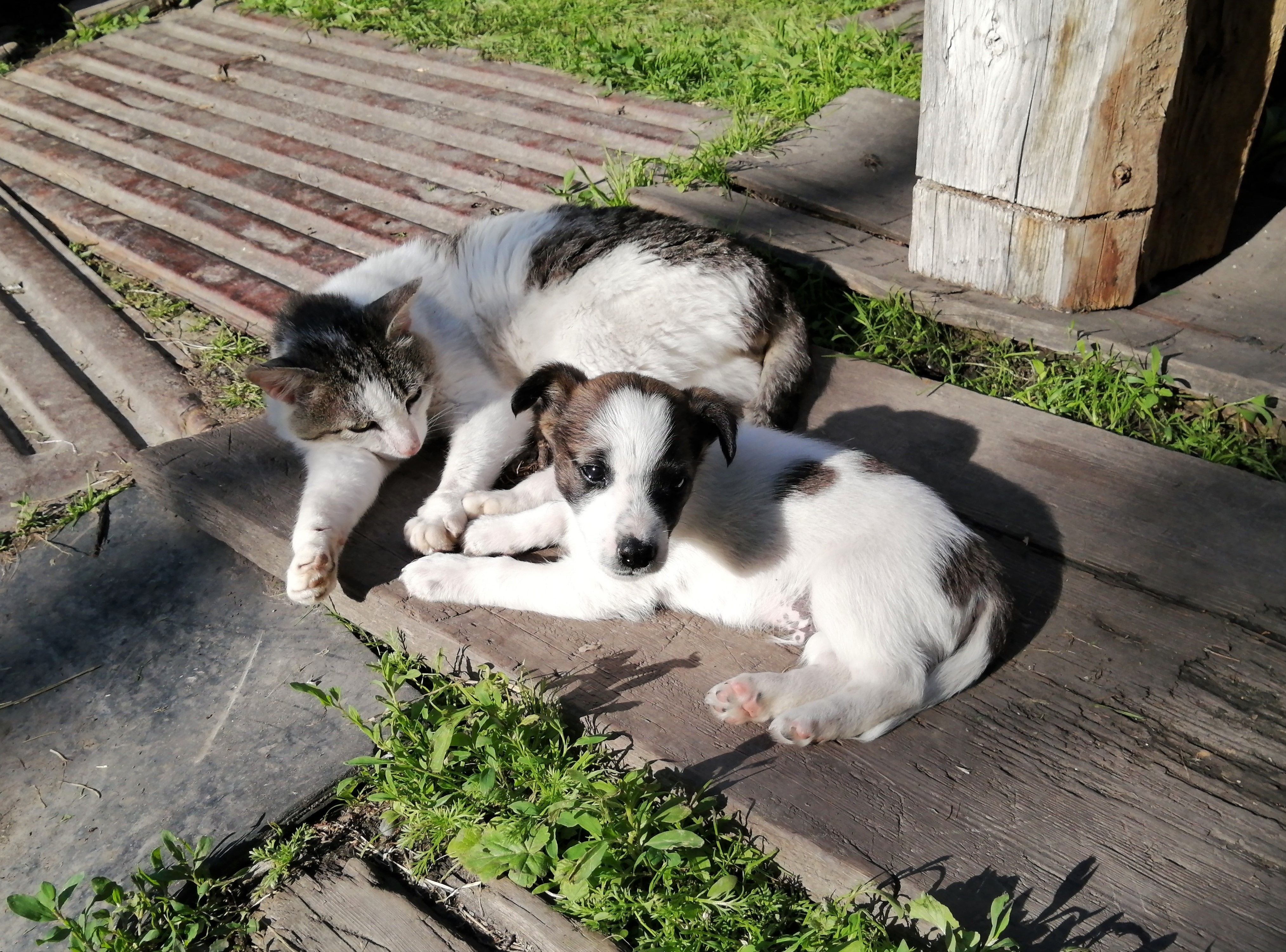 South Delta Animal Hospital veterinary team and pet care in Delta BC