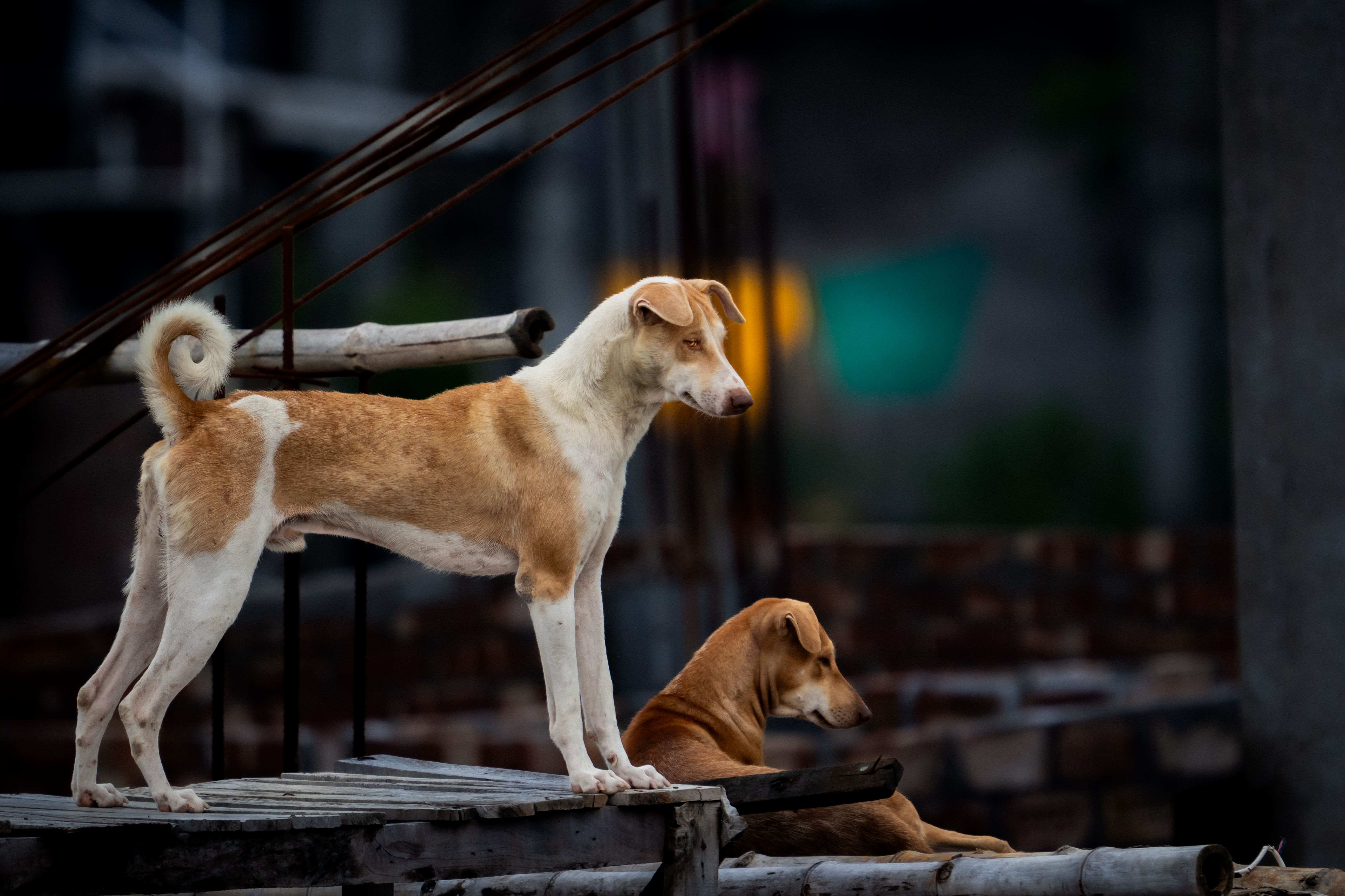 Modern veterinary medical facilities and diagnostic equipment at South Delta Animal Hospital
