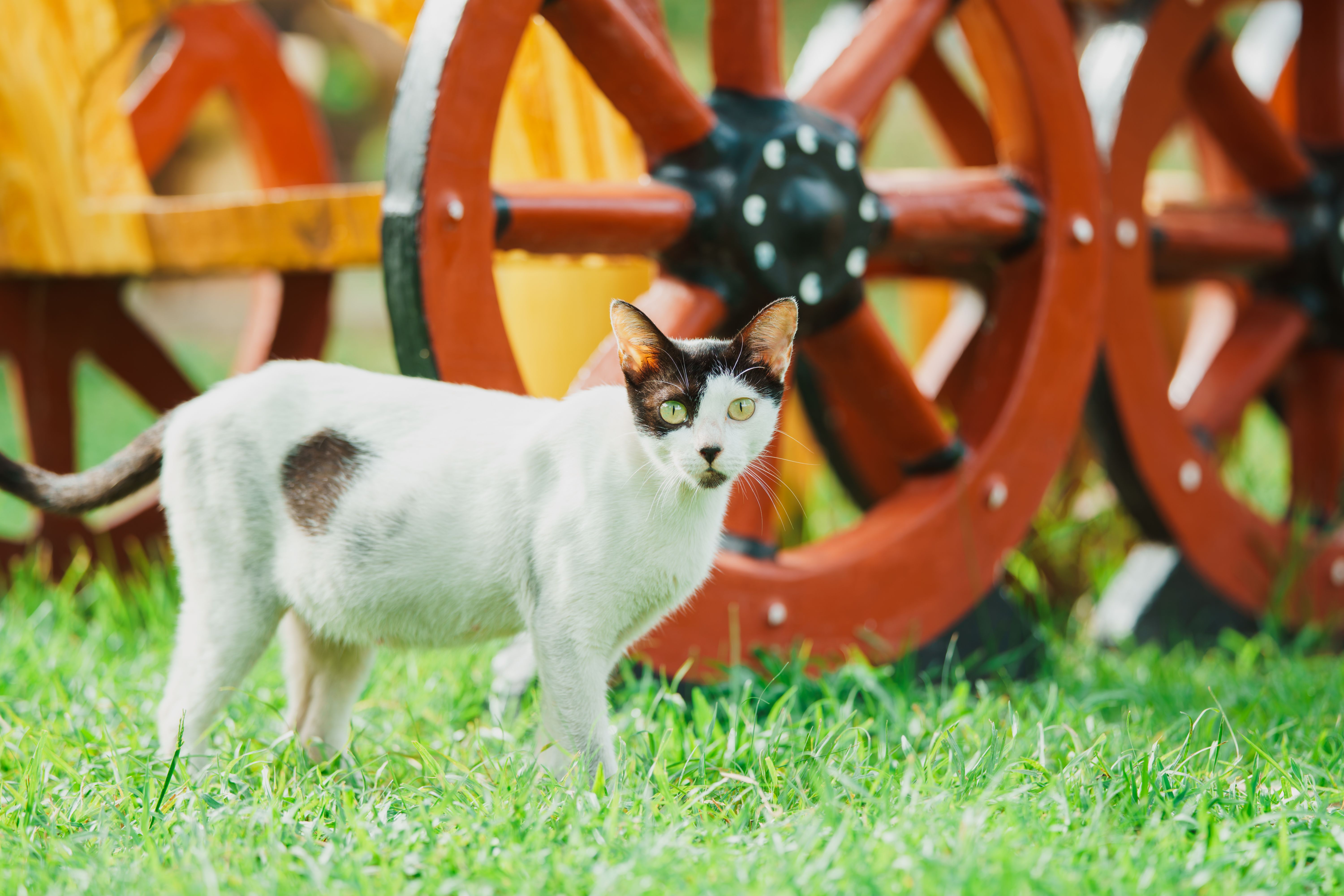 Veterinarian providing compassionate healthcare to a pet at South Delta Animal Hospital