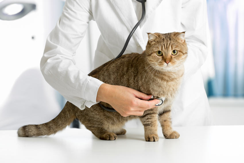 Cat health and wellness information for pet owners