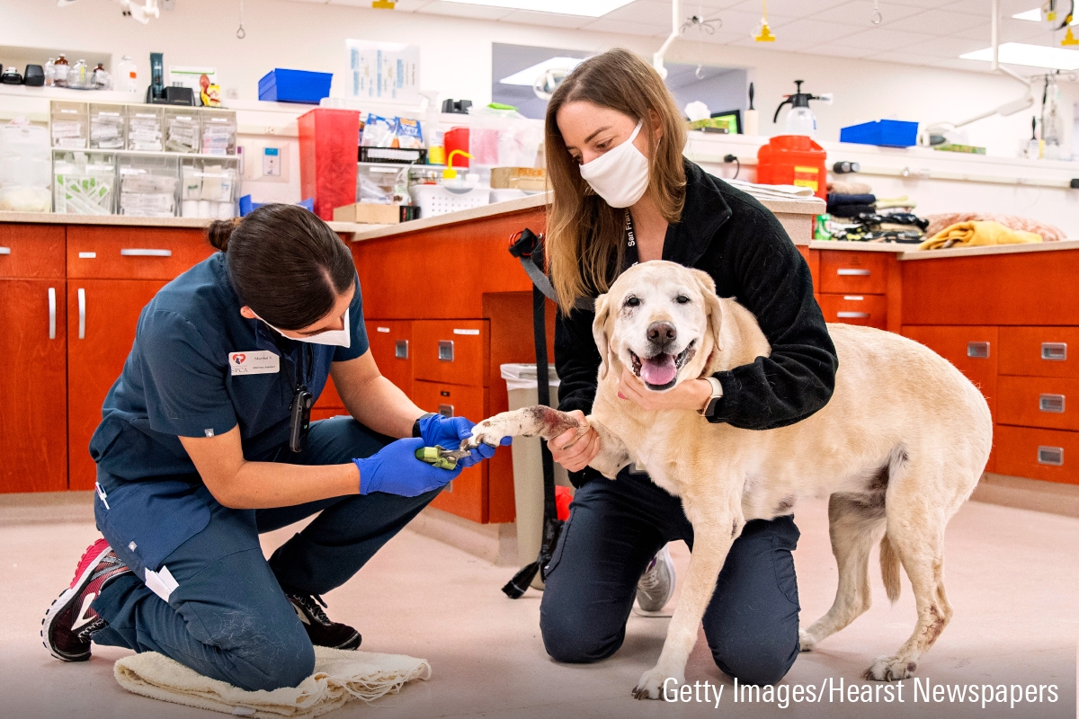 Dog veterinary checkup and preventive health examination