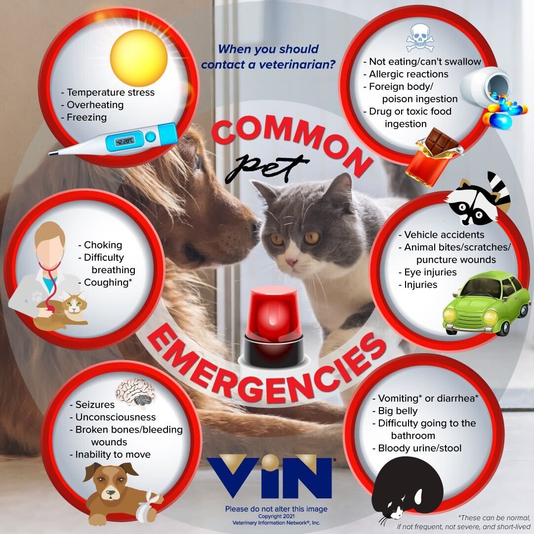 Pet emergency warning signs and urgent veterinary care information