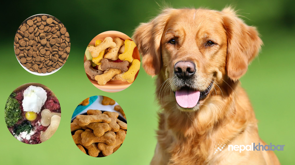 Pet nutrition and healthy feeding advice for dogs and cats
