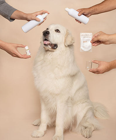 Pet skin care and common dermatology concerns in dogs and cats