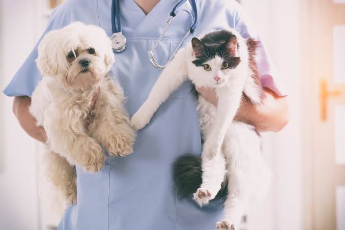 Pet wellness and preventive veterinary care for dogs and cats