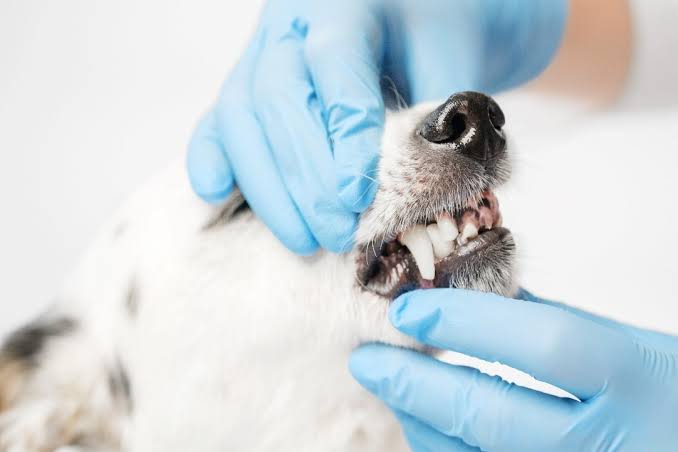 Pet Dental Care