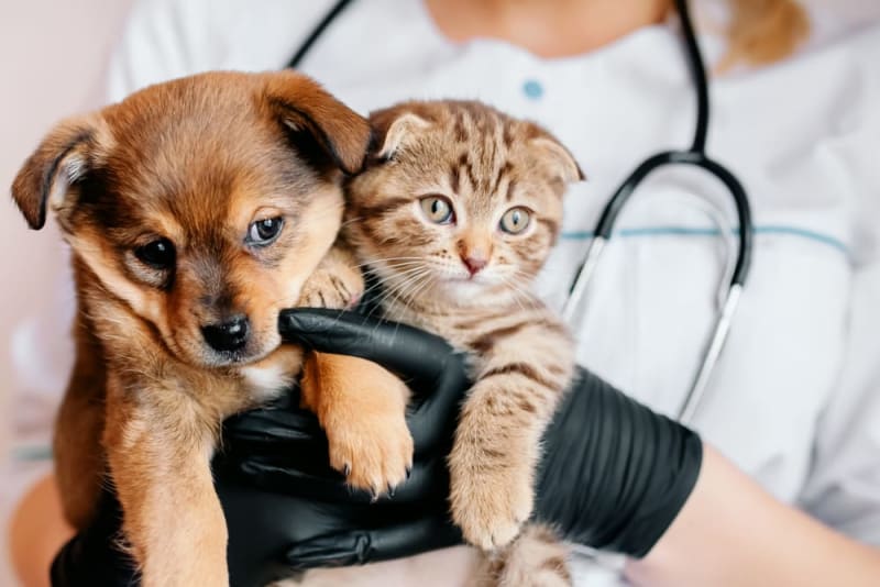 South Delta Animal Hospital veterinary clinic in Delta, BC