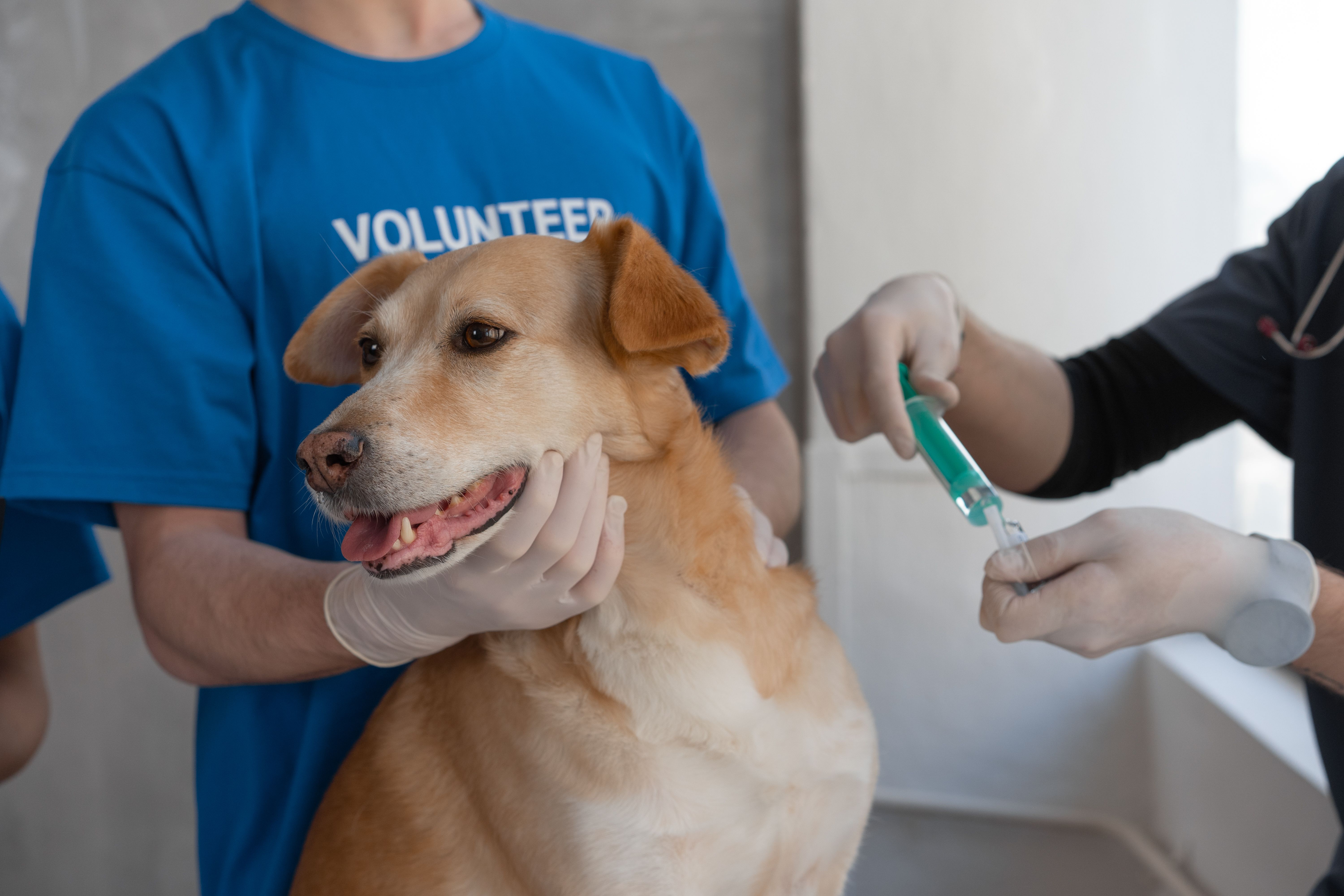 Veterinary health examination at South Delta Animal Hospital