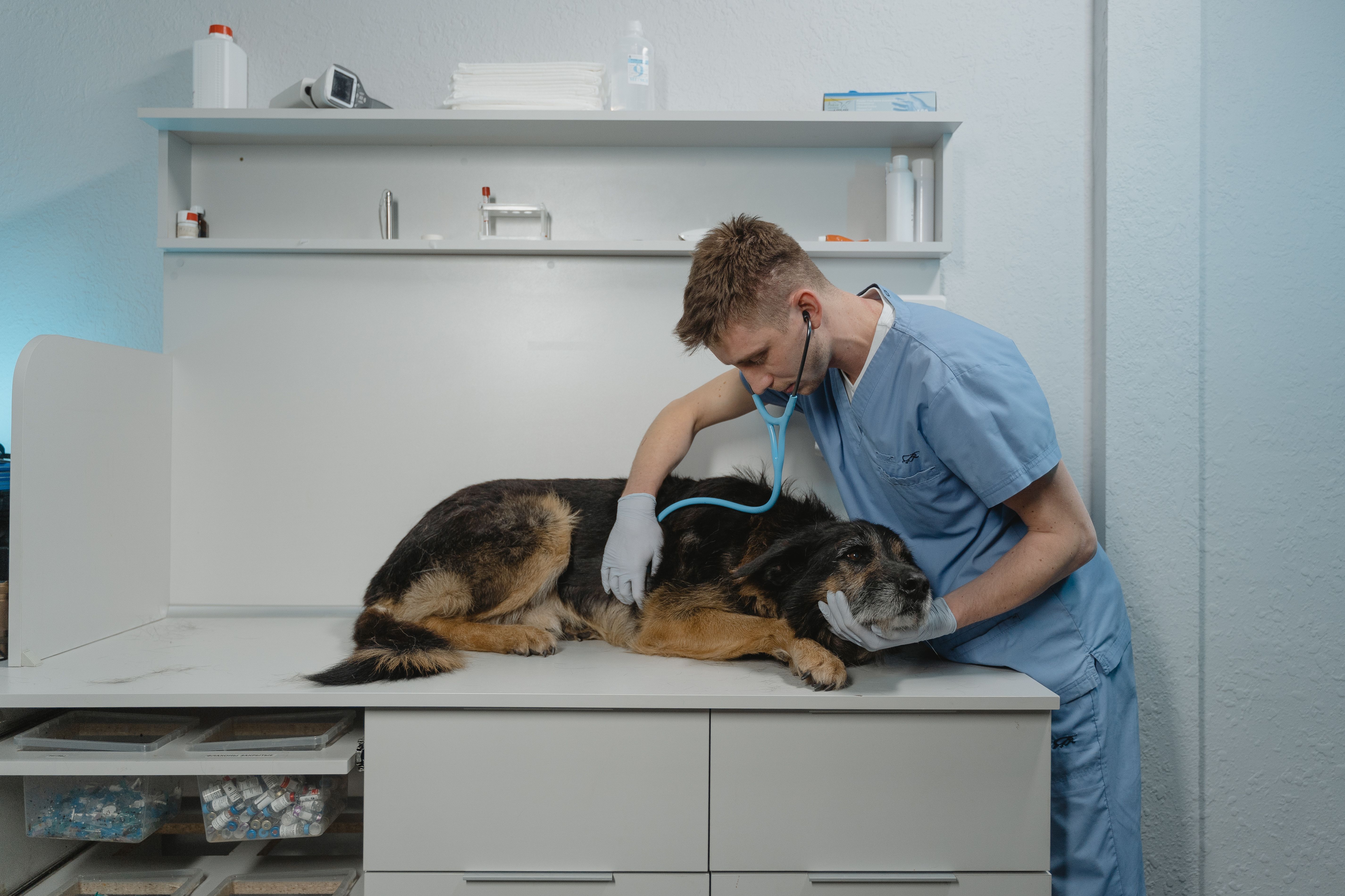 Veterinary doctor and pet care team at South Delta Animal Hospital in Delta, BC