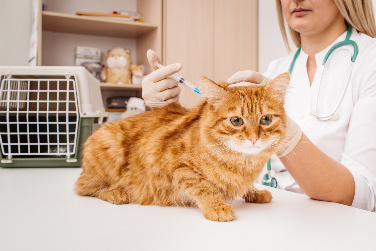 Pet dental care facility at South Delta Animal Hospital in Delta BC