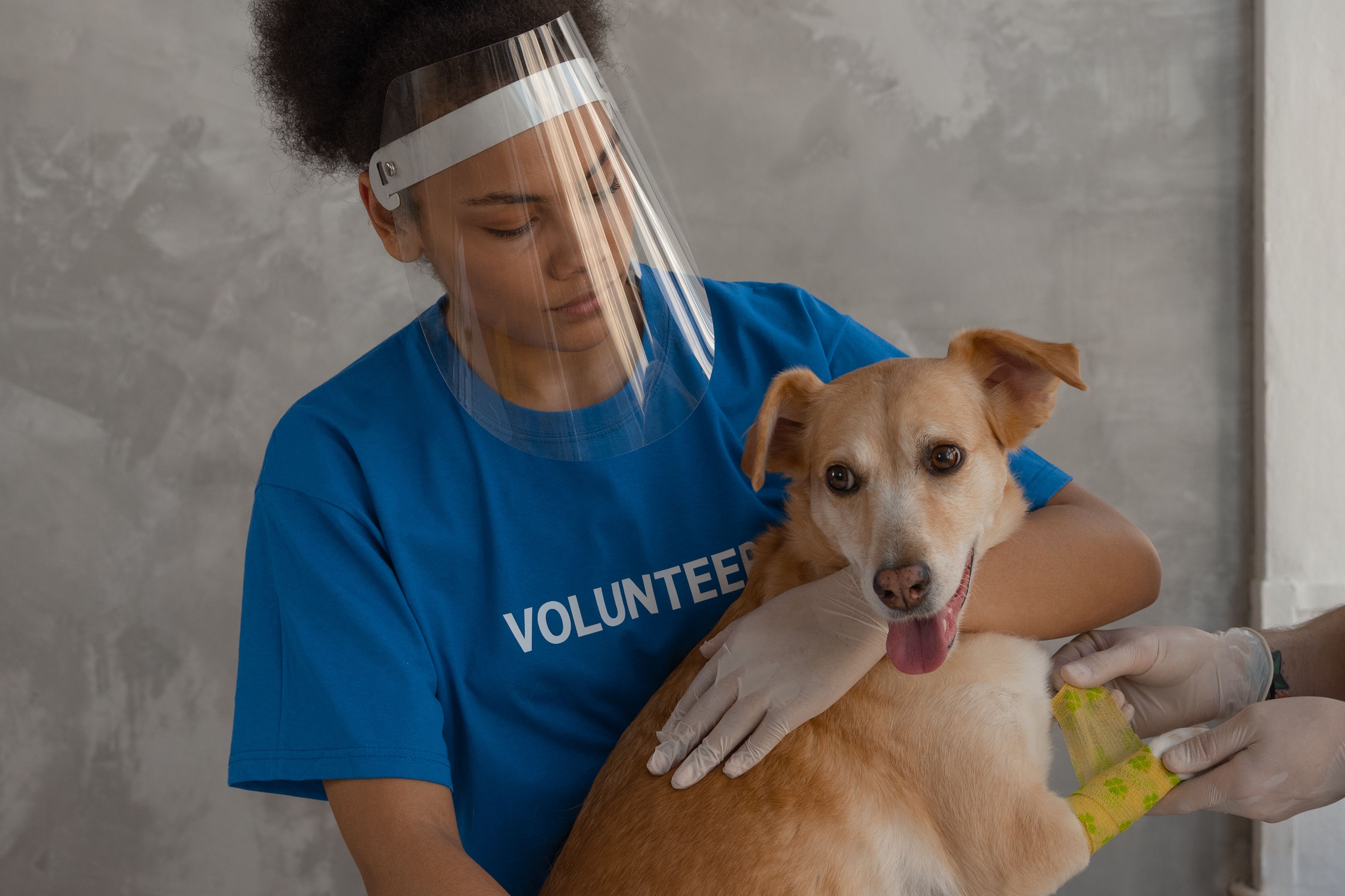 Veterinary critical care facility at South Delta Animal Hospital
