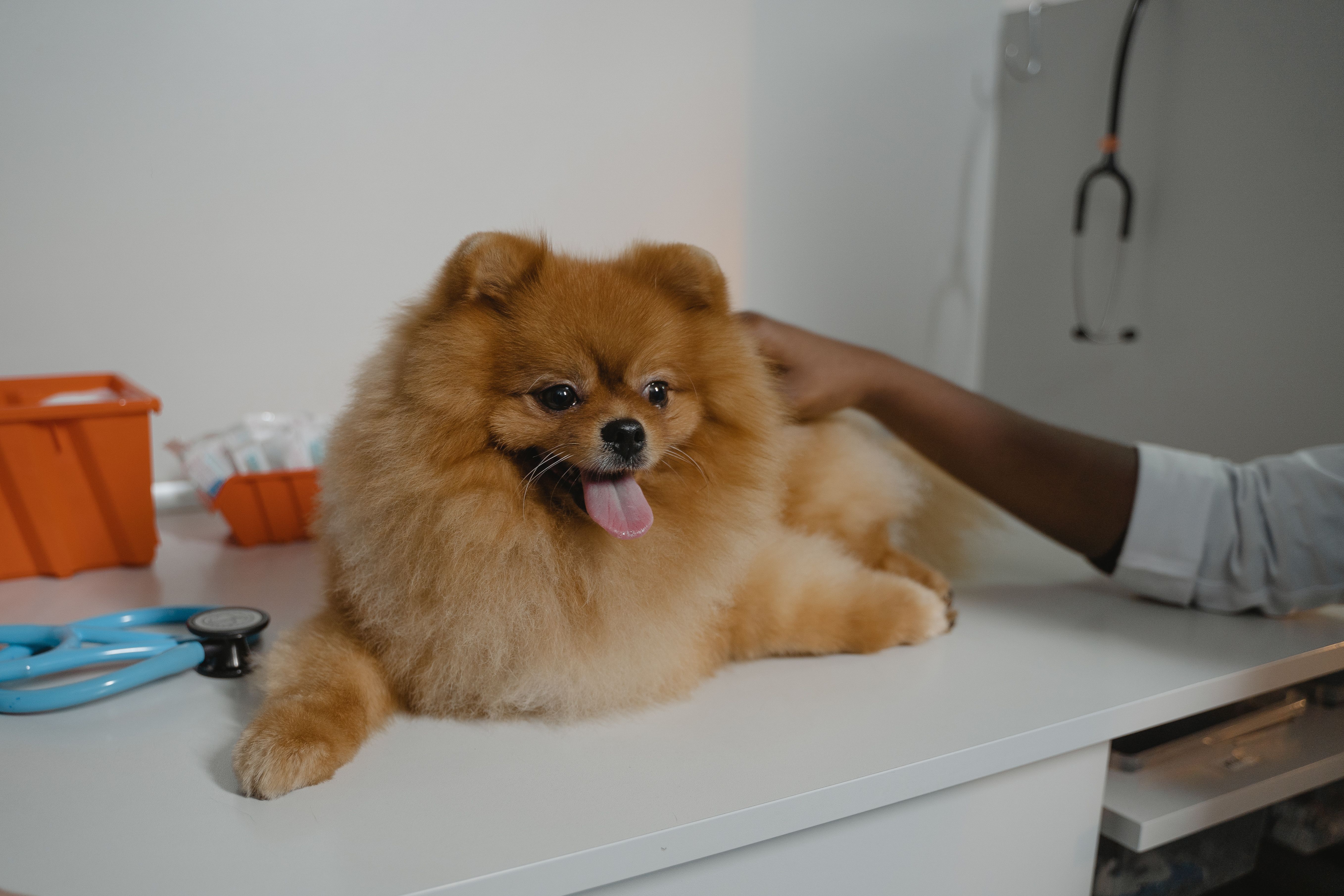 Pet wellness care environment at South Delta Animal Hospital in Delta BC