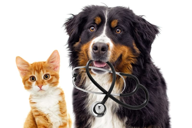 Pet-friendly patient care environment inside South Delta Animal Hospital