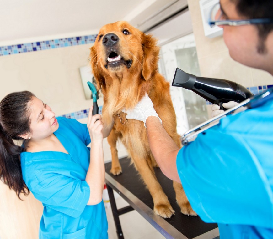 Medical Pet Grooming